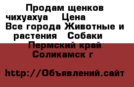 Продам щенков чихуахуа  › Цена ­ 10 000 - Все города Животные и растения » Собаки   . Пермский край,Соликамск г.